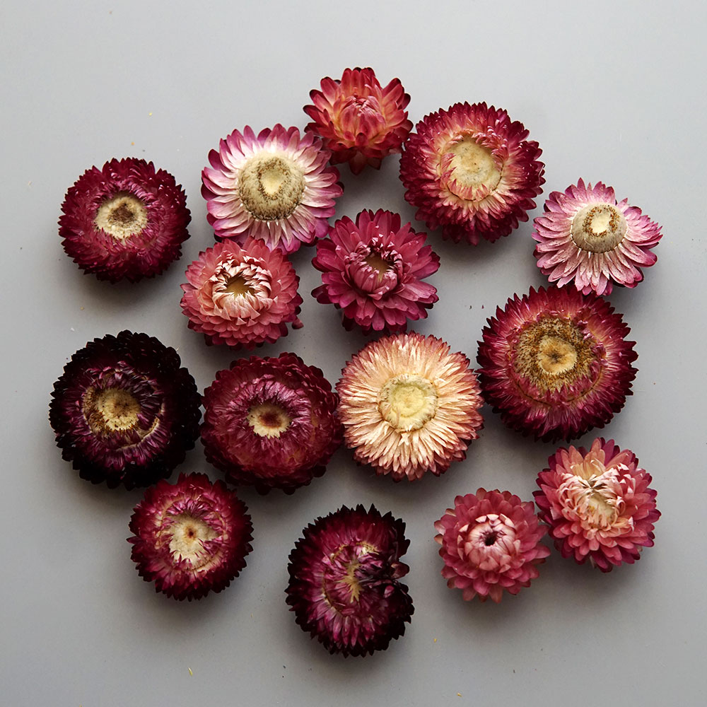 天然のドライでカラフルな菊の花輪,手作りのヘアアクセサリー, - Candle Making Uk のレビューと価格